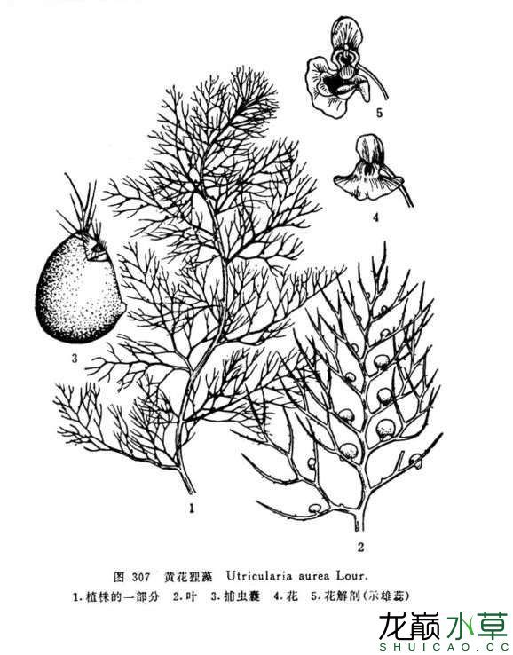 国产食虫水草黄花挖耳草黄花狸藻 水草 第4张