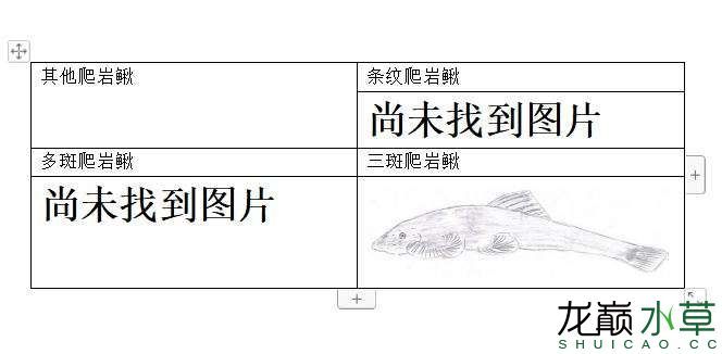 南昌水族馆腹吸鳅科爬岩鳅属鱼类汇总 广州水族器材滤材批发市场 第4张