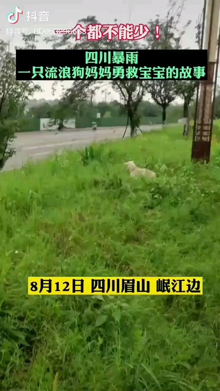 汉中水族馆一只在刷屏的流浪汪