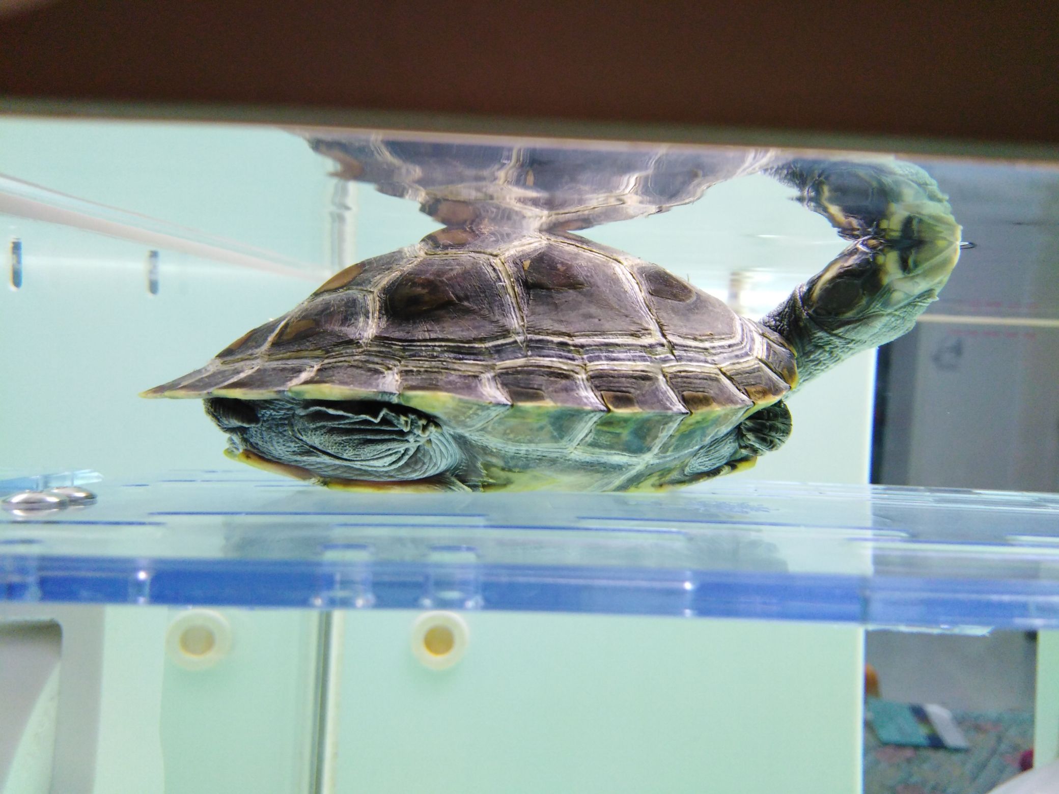 广州水族馆金龙和龟丞相来也