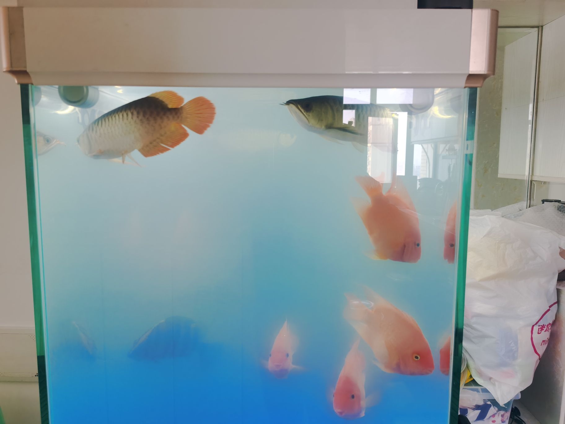 泰州水族馆这下看你们怎么打架