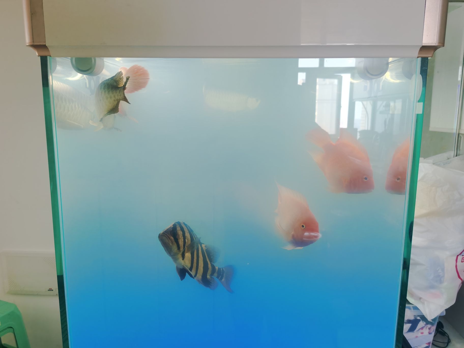 泰州水族馆这下看你们怎么打架