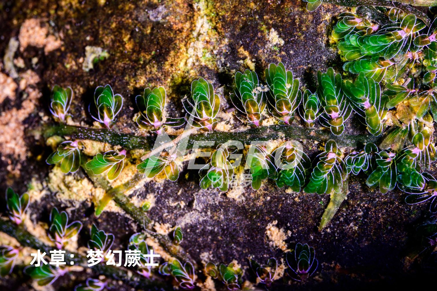 水草:梦幻蕨士发色好了还是真漂亮哈