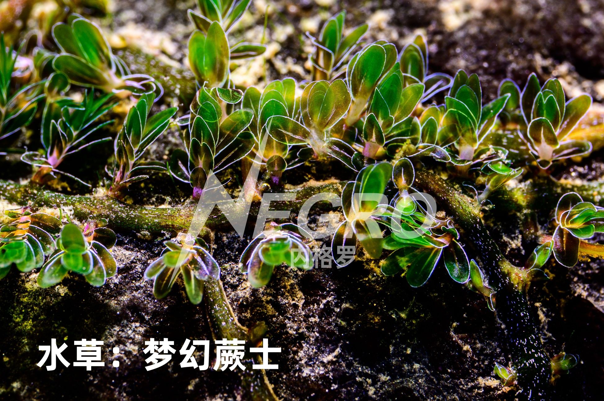 水草:梦幻蕨士发色好了还是真漂亮哈