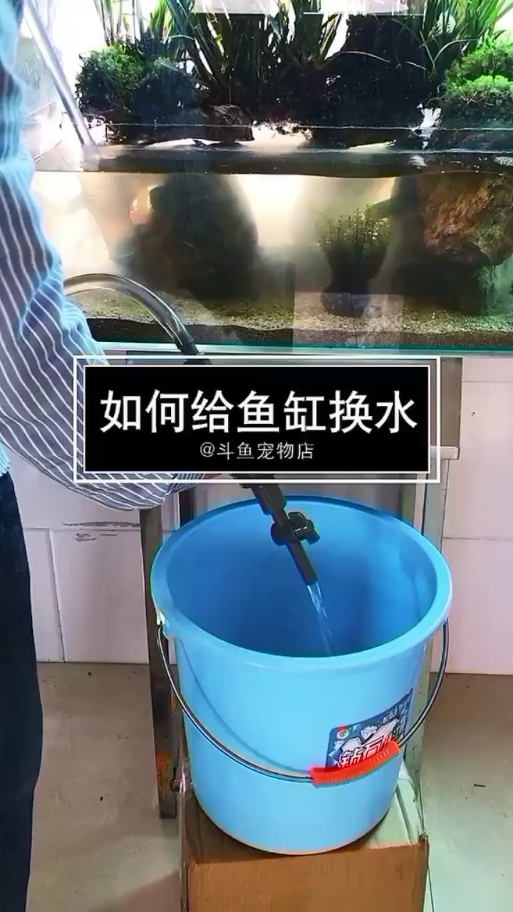 鱼缸如何换水 古典过背金龙鱼 第2张