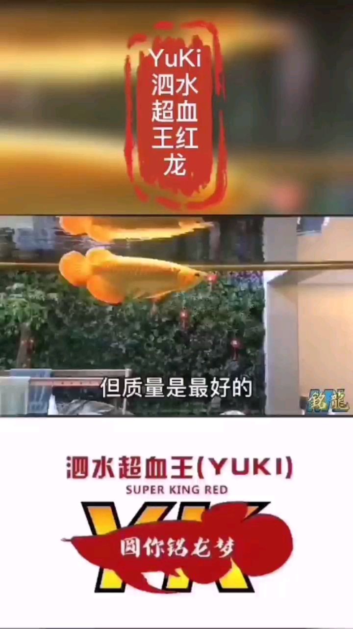 湘潭观赏鱼市场经常有人问我为啥朋友不发红龙