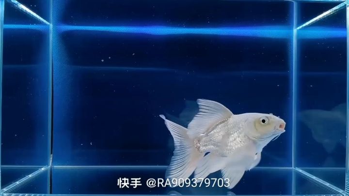 鸡西水族馆蝴蝶鲤—自娱自乐