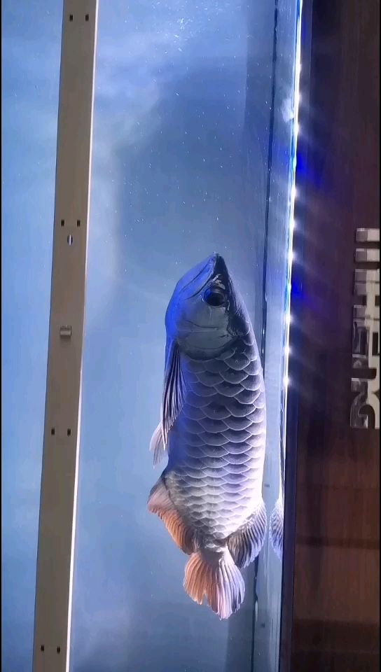 六排能全亮吗 水族用品 第2张