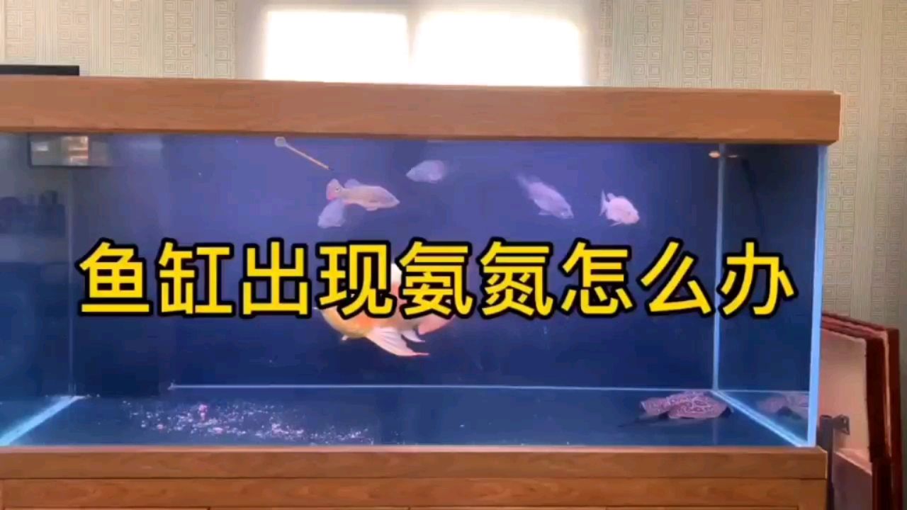 鱼缸水变浑出现氨氮怎么办？