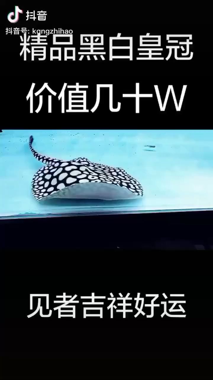 鸡西水族馆欣赏欣赏 红龙福龙鱼 第2张