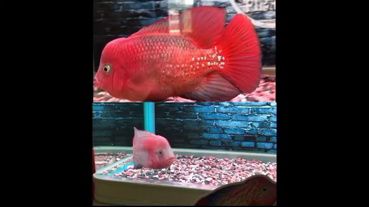 北京水族馆两个月的成长变化 高背金龙鱼 第2张