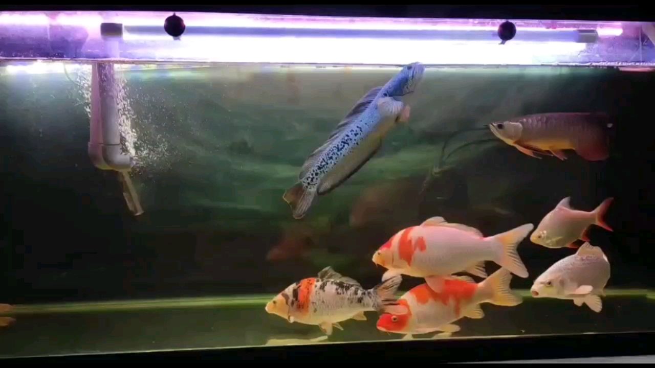 厦门水族馆越看越喜欢