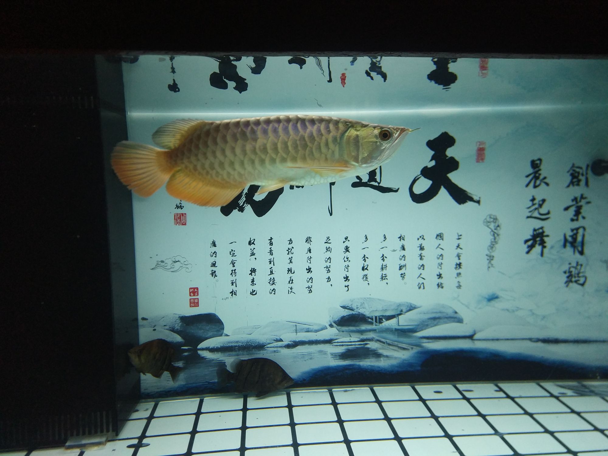 荆州水族馆养了3月的通货