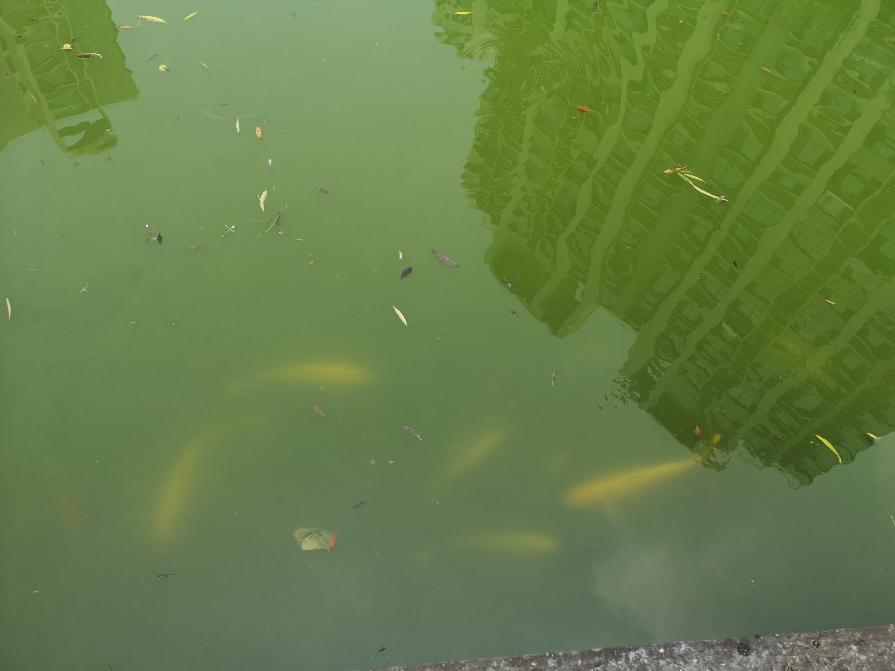 信阳水族馆小区鱼池