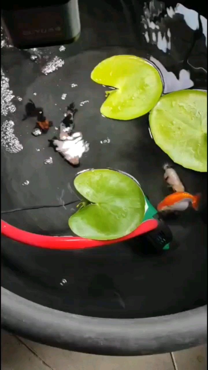 攀枝花水族馆沼泽过滤