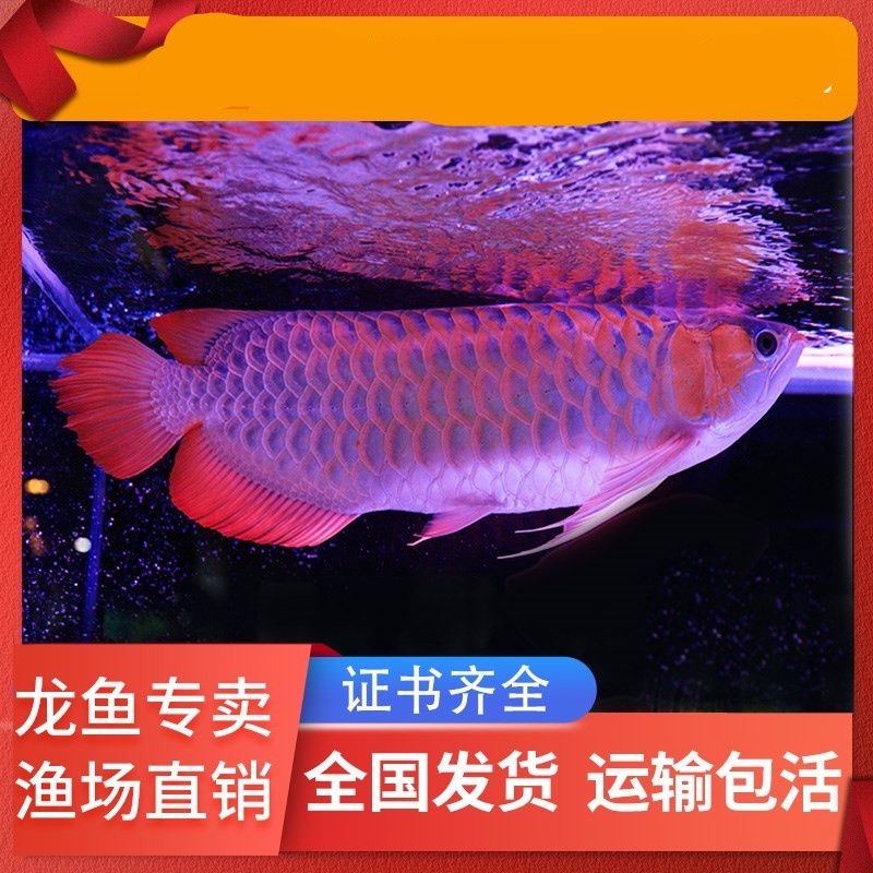 看看公母