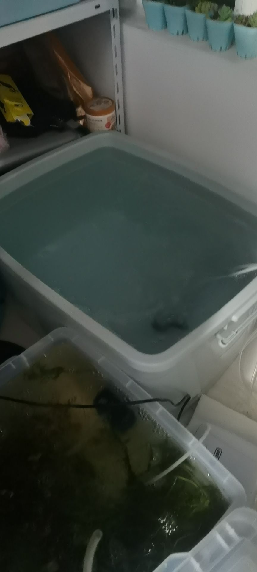 德阳水族馆整理箱170L晒阳台5天