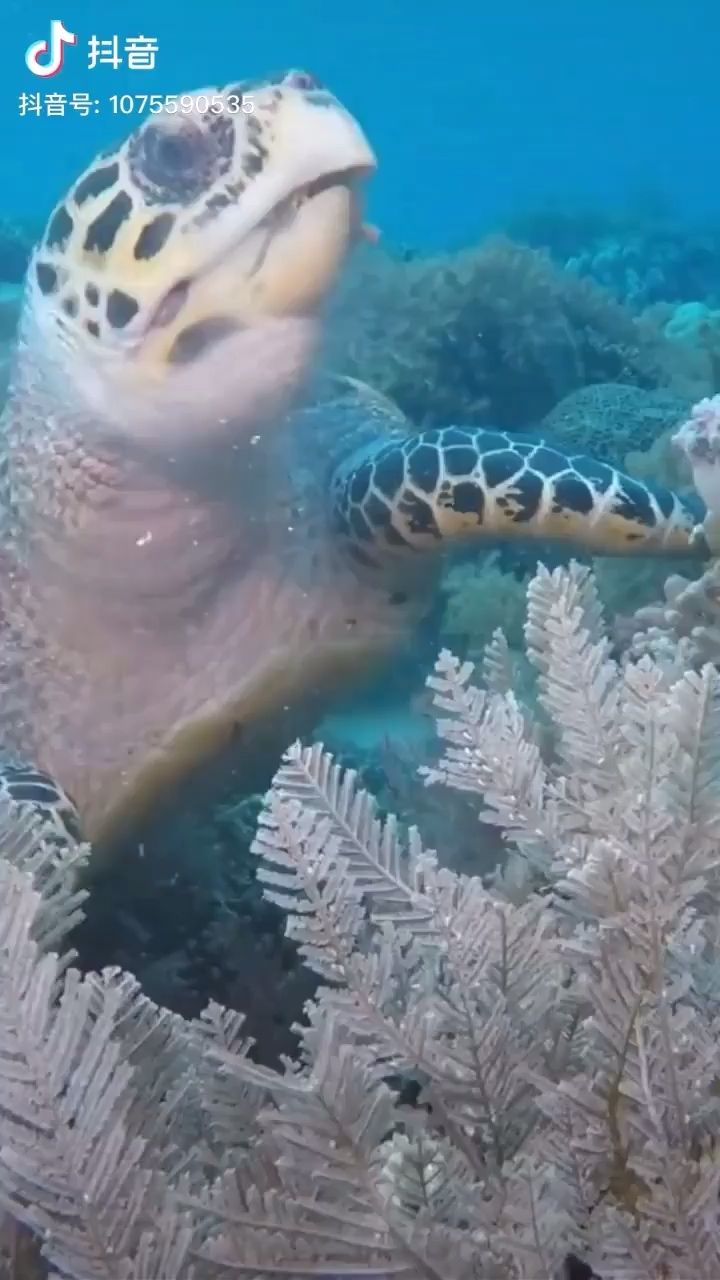 重庆水族馆找个好太难了