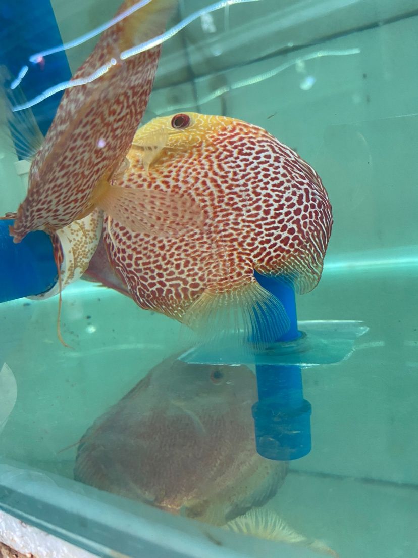 甘孜藏族自治州水族馆白化豹蛇豹点