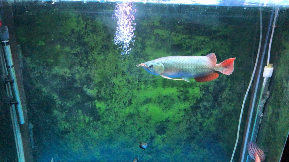 淄博水族批发市场每日一晒龙鱼圈 观赏鱼水族批发市场 第2张