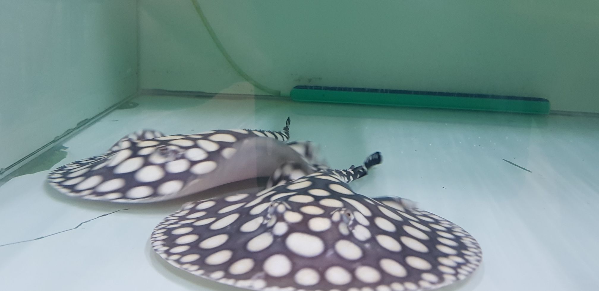 泰州水族馆餵食中胖嘟嘟