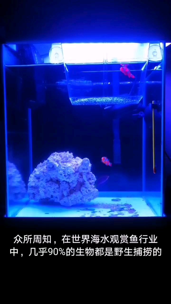 海缸海水观赏鱼小丑鱼 海水鱼 第2张