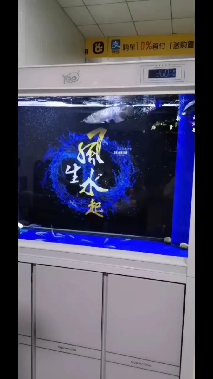 龙鱼乱串