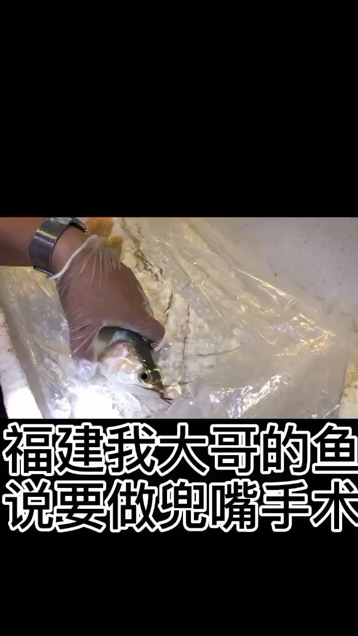 龙鱼兜嘴手术小白请勿模仿 广州水族批发市场 第2张