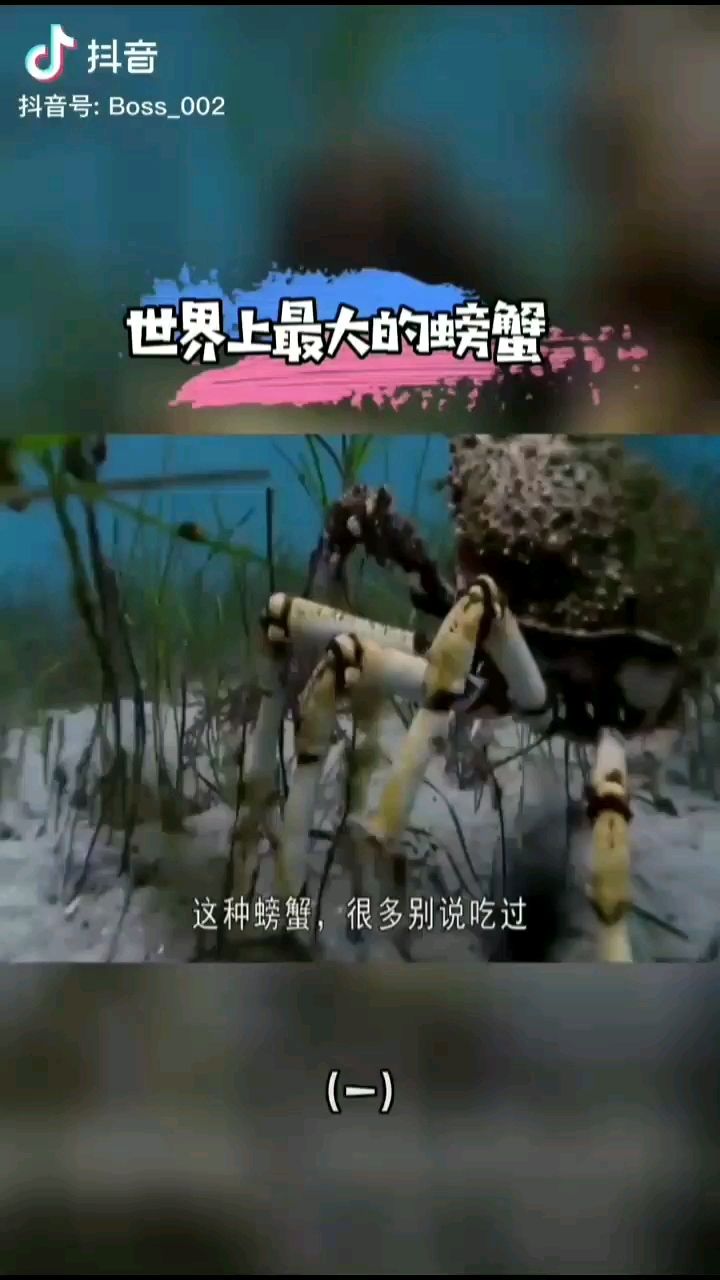 六盘水水族馆蜘蛛蟹 巴西亚鱼 第2张