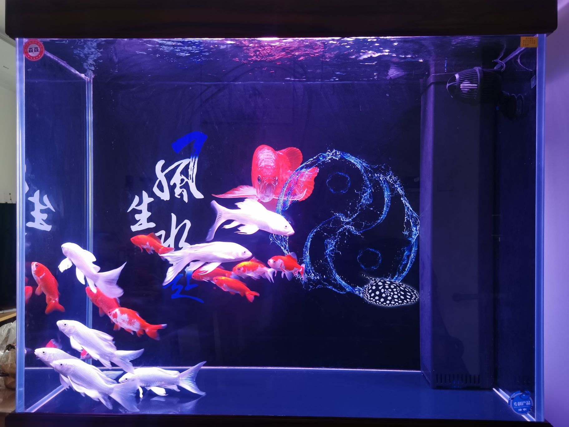 鹤岗水族馆求混养秘术