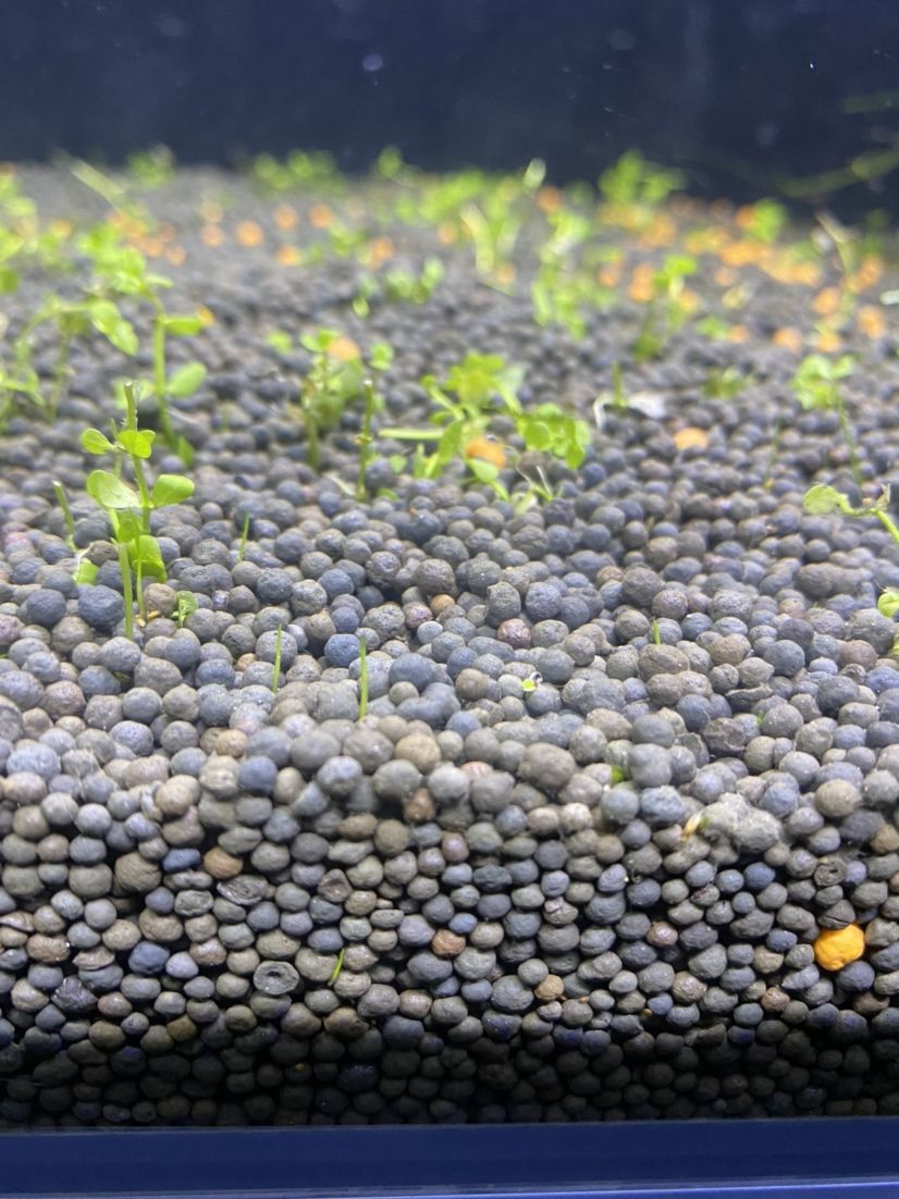 信阳观赏鱼市场60上滤草缸第八天