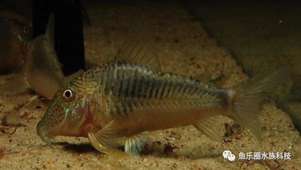 怒江傈僳族自治州观赏鱼市场长翅葛瑞菲鼠Corydorasgeo