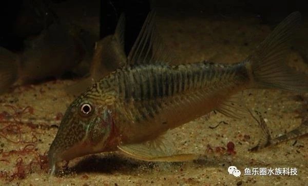 怒江傈僳族自治州观赏鱼市场长翅葛瑞菲鼠Corydorasgeo