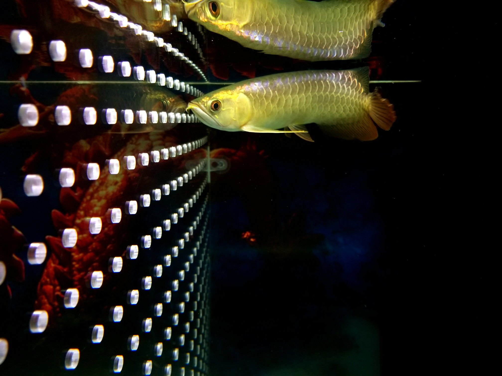 日照水族馆差距最大的双龙混吗