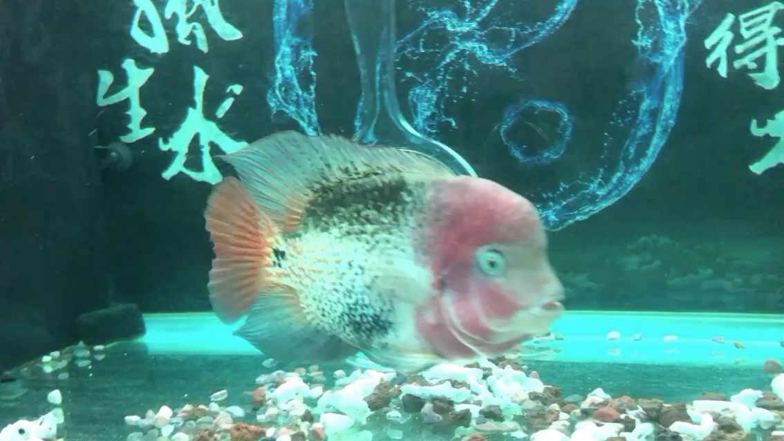 阿勒泰水族馆825