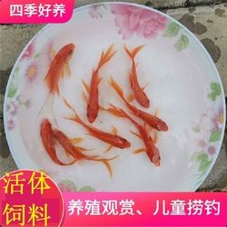 河源观赏鱼市场我的不挑食