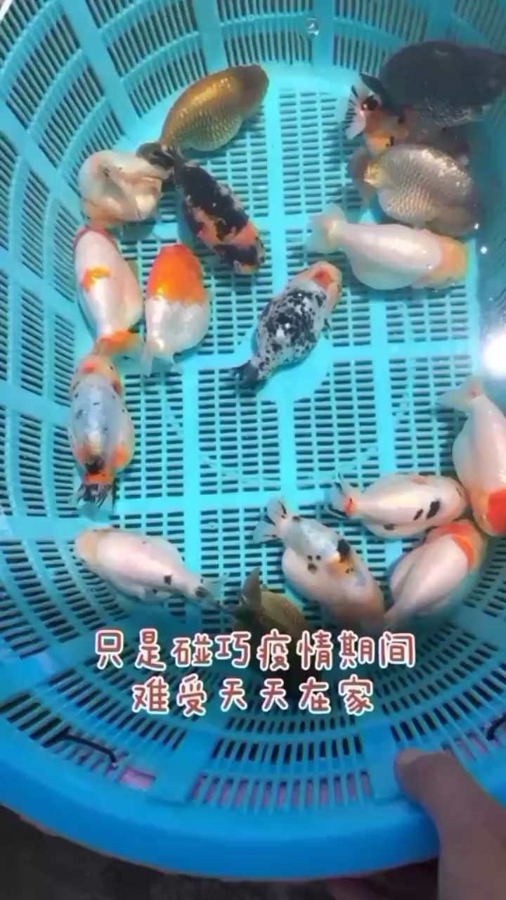 可爱的金鱼