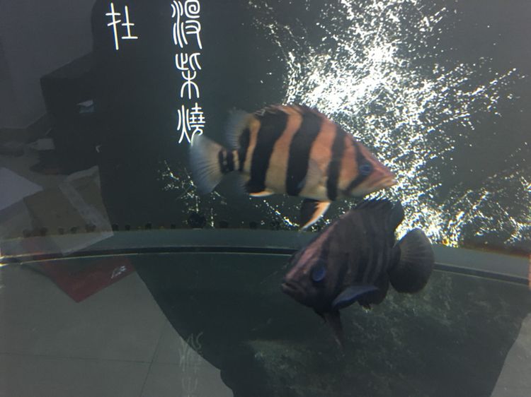 宜宾水族馆每个月总有那么几天￼