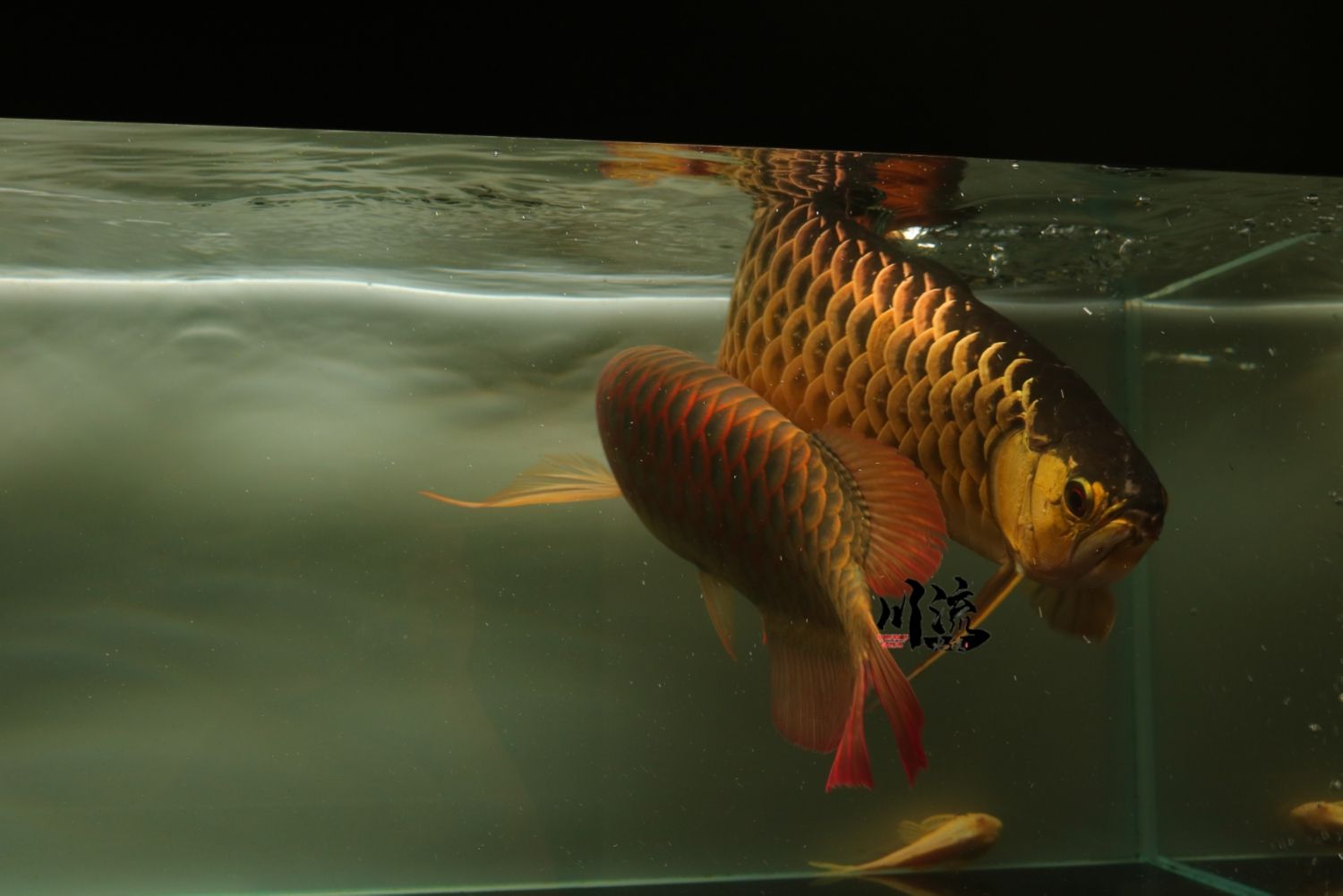 东莞水族馆亚洲龍BTL红龙 鸭嘴鲨鱼 第4张