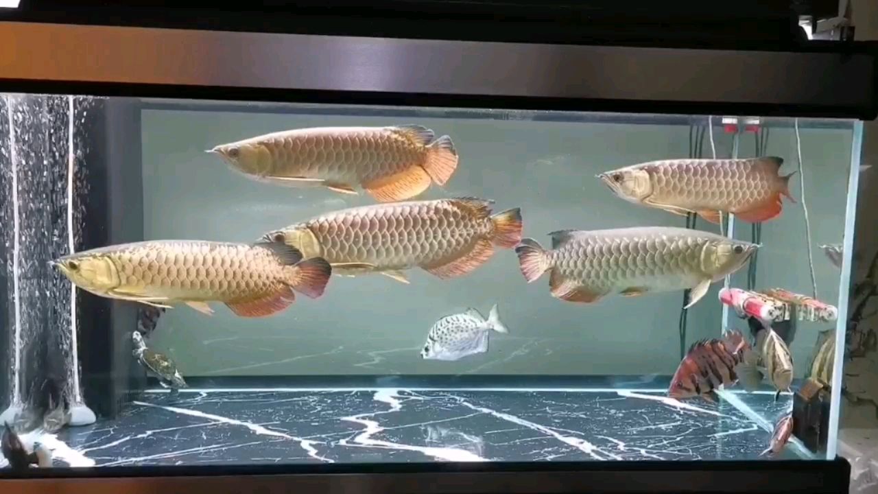 咸宁水族馆混养缸日常