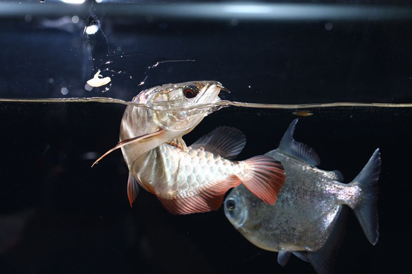 鹤壁水族馆李亚四投喂