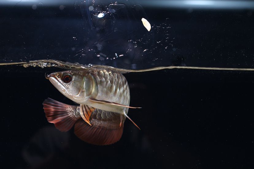 鹤壁水族馆李亚四投喂