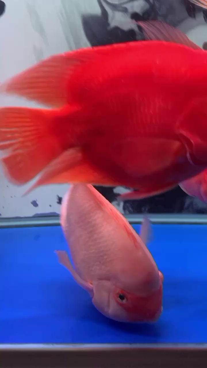 九江水族馆大白终于吃东西了