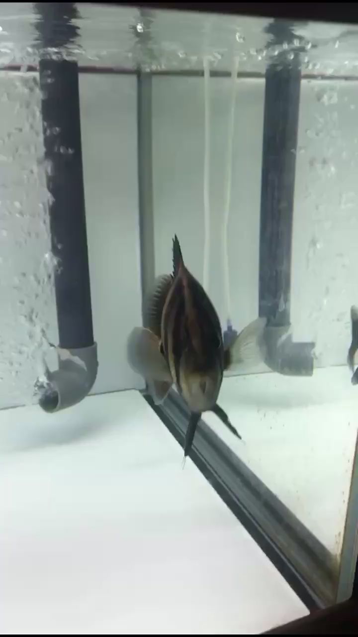 盐城水族馆吃泥鳅