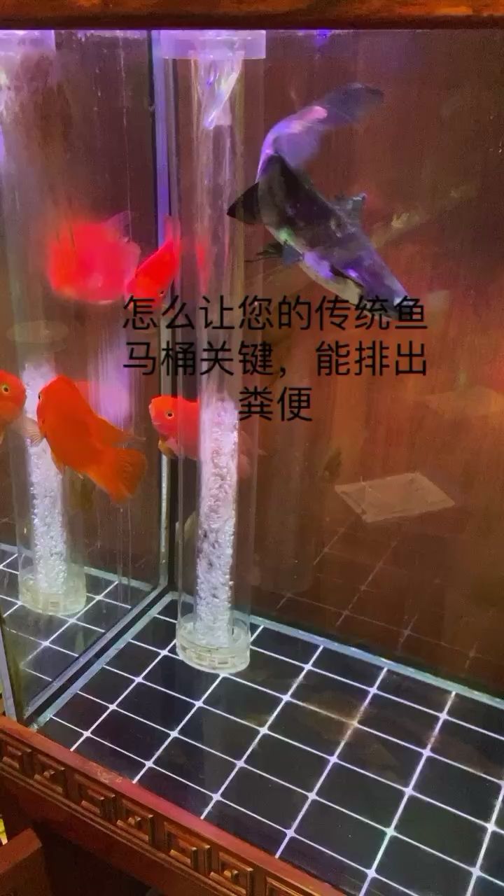 您家里的鱼马桶管用吗？看这里