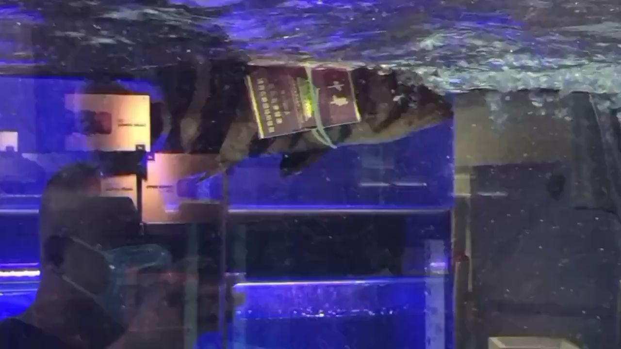 六安水族馆虎哥坨华仔