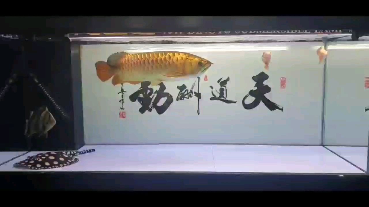 一年的蜕变 其它水族用具设备 第2张