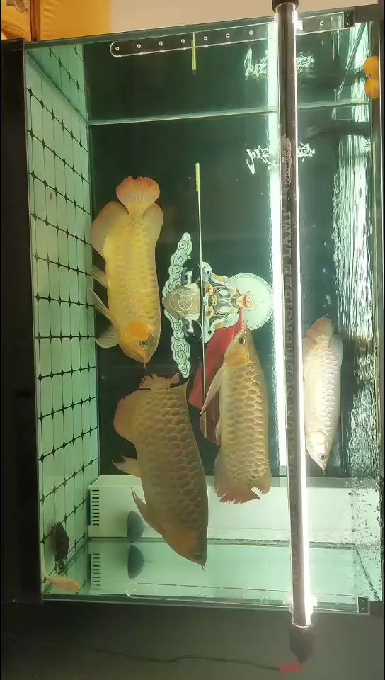 汕头水族馆4龙混养缸