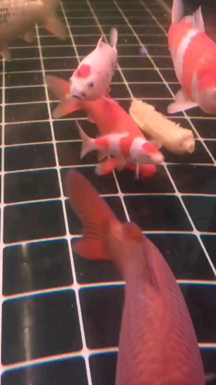 玉树藏族自治州水族馆德系红白