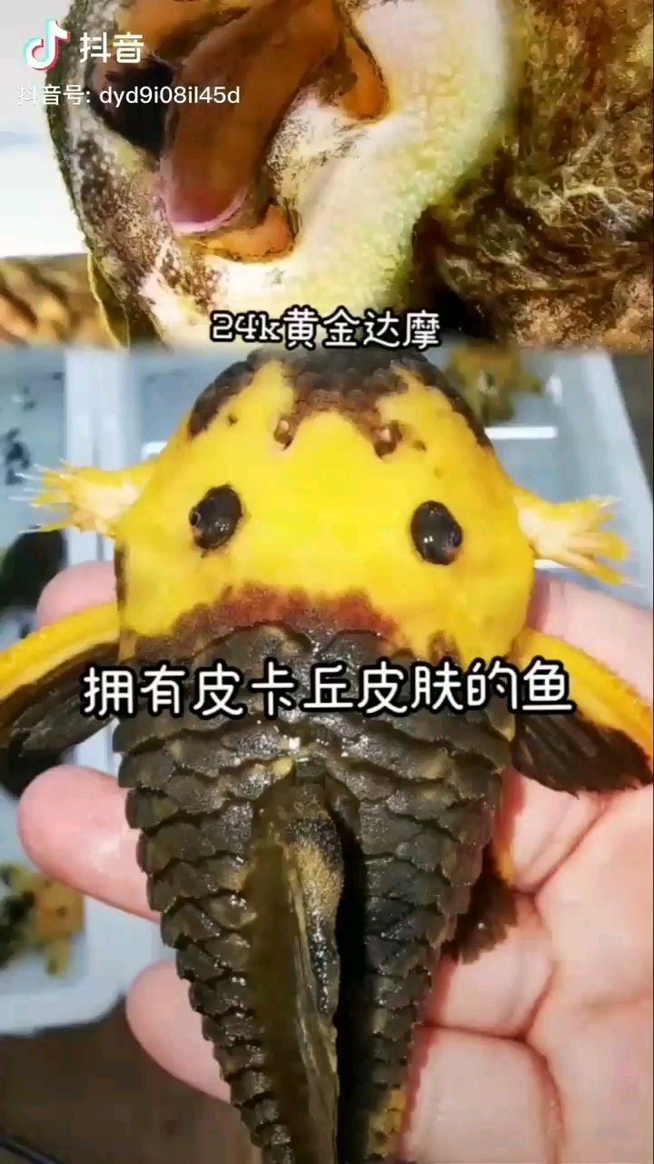 沧州水族馆性感的大脑袋